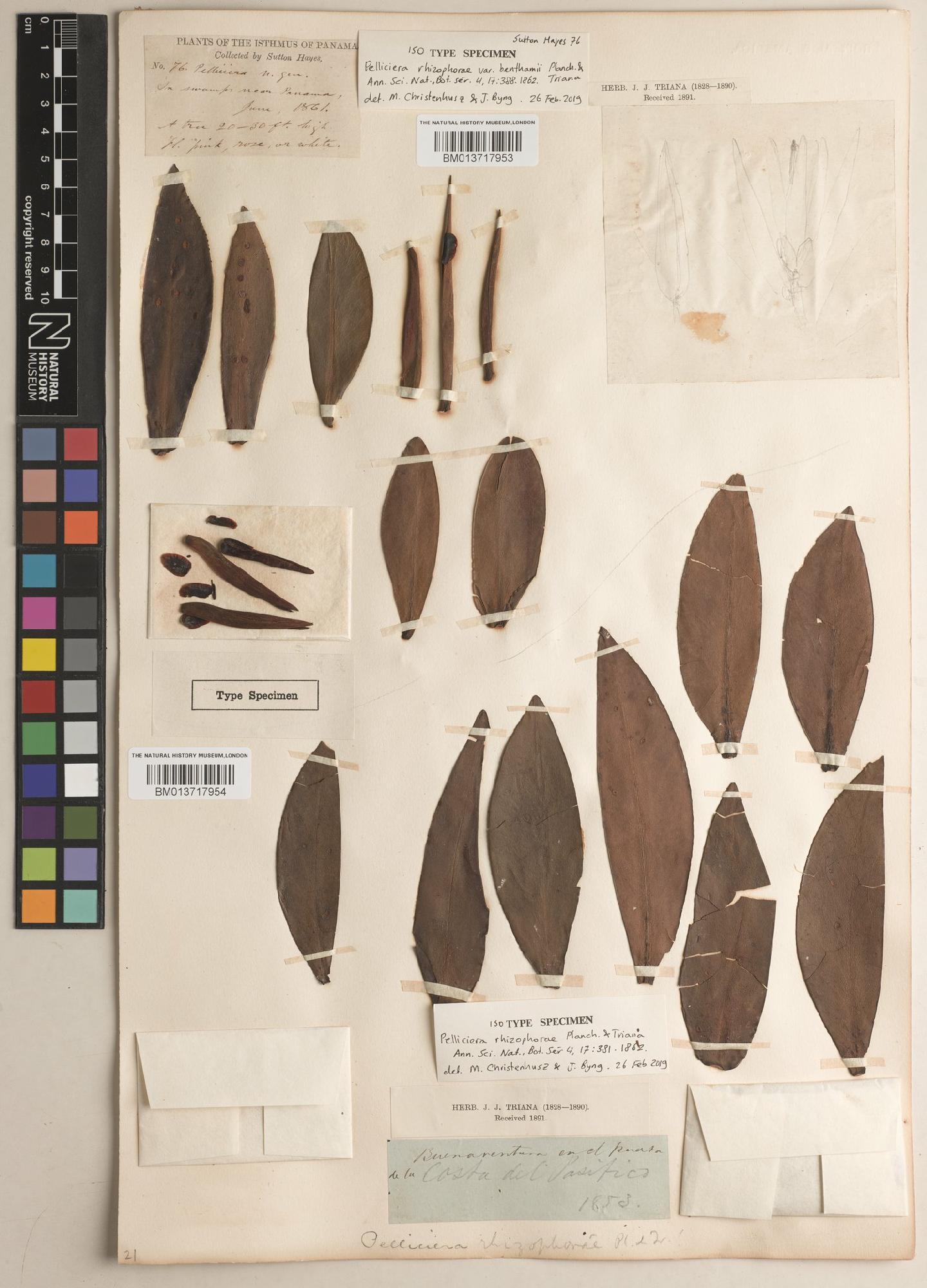 To NHMUK collection (Pelliciera rhizophorae Planch. & Triana; ISOTYPE; NHMUK:ecatalogue:9385460)