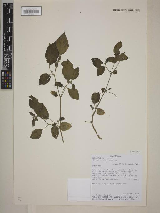 Physalis pubescens L. - 001172355