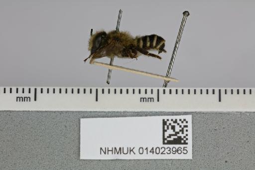 Megachile (Creightonella) odontura Smith, F., 1849 - 014023965__-