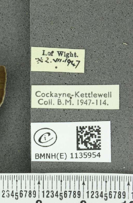 Neozephyrus quercus ab. caerulescens Lempke, 1936 - BMNHE_1135954_label_94048