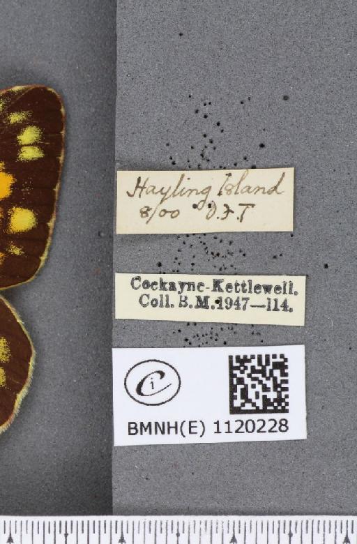 Colias croceus ab. internodimidiata Rocci, 1920 - BMNHE_1120228_label_76293