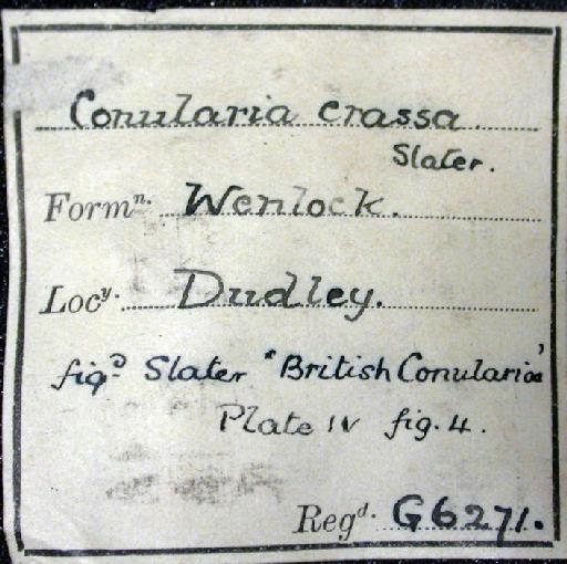 Conularia crassa Slater, 1907 - G 6271. Conularia crassa (label-2)