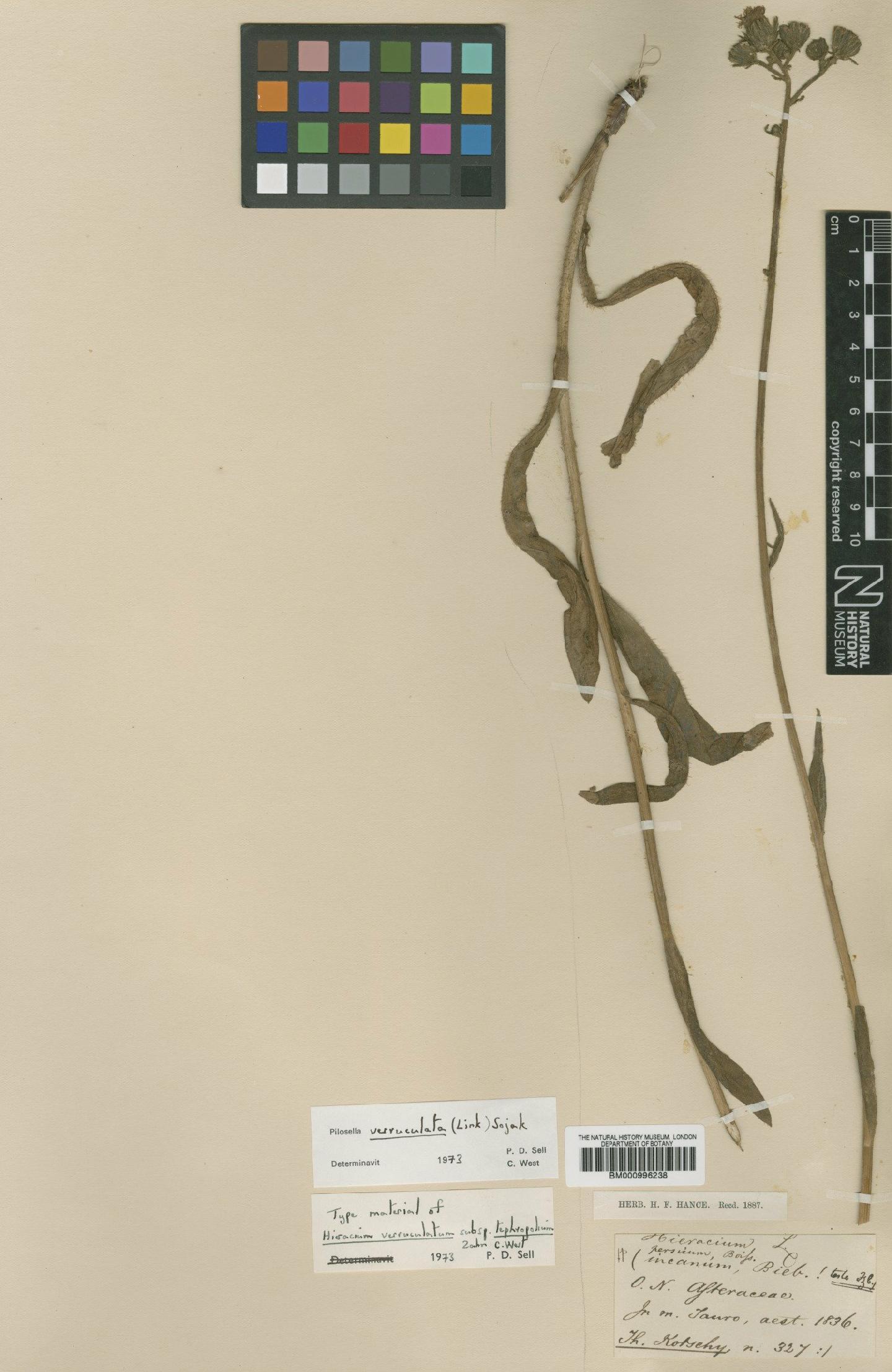 To NHMUK collection (Pilosella verruculata (Link) Sojak; Type; NHMUK:ecatalogue:480433)