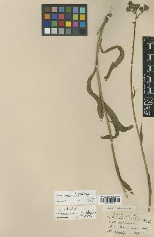 Pilosella verruculata (Link) Sojak - BM000996238