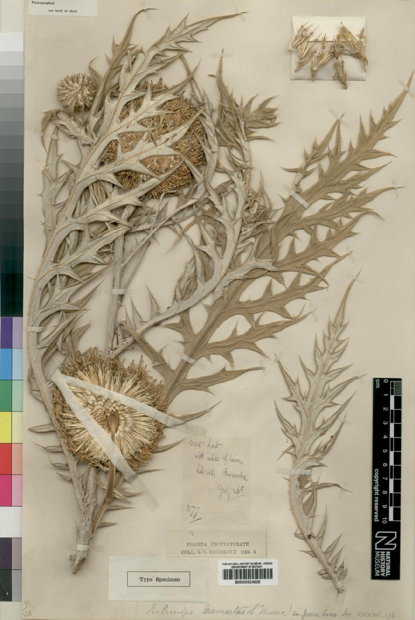 To NHMUK collection (Echinops brevisetus Moore; Type; NHMUK:ecatalogue:4553596)