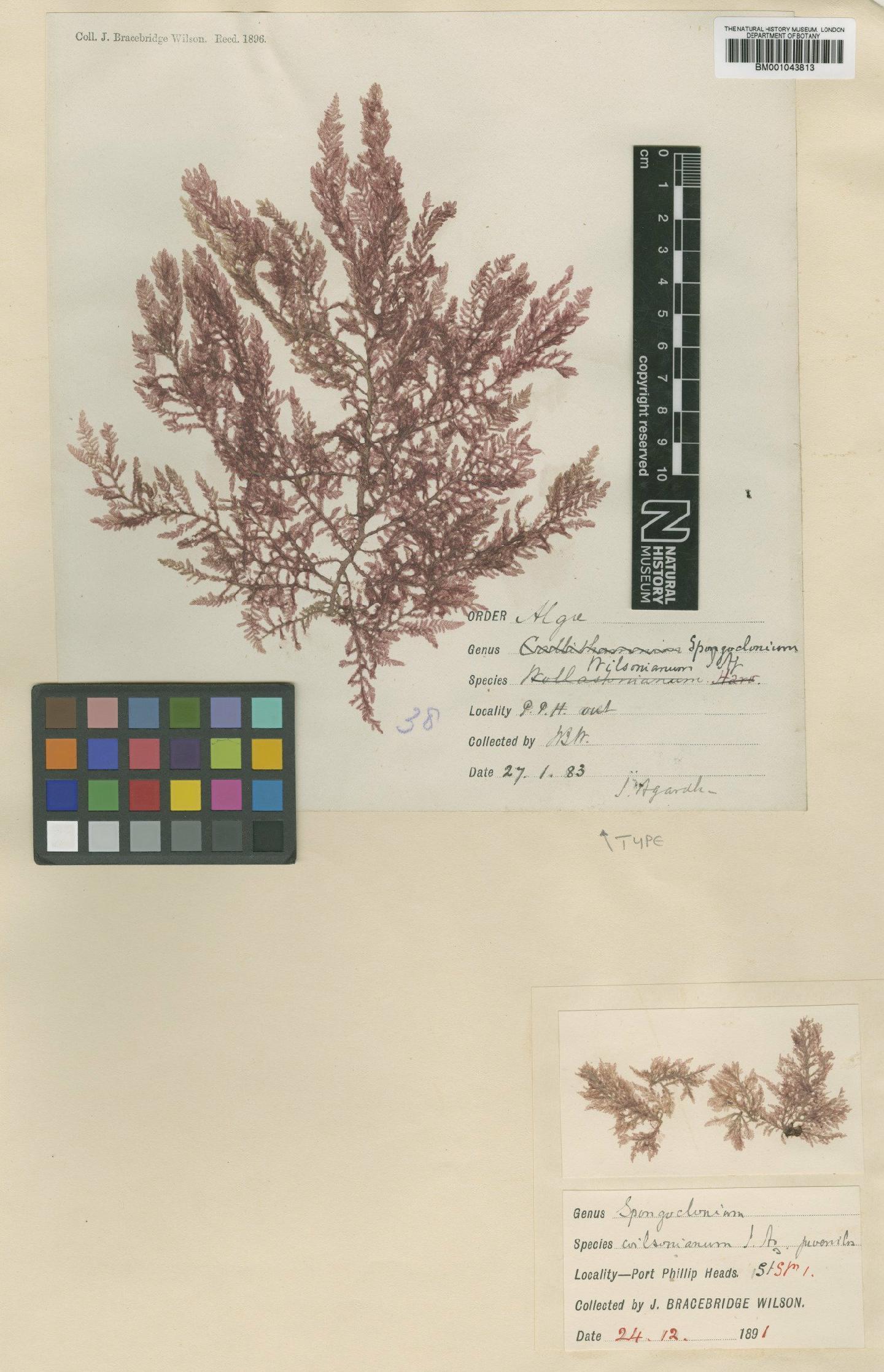 To NHMUK collection (Spongoclonium wilsonianum J.Agardh; Type; NHMUK:ecatalogue:2389361)