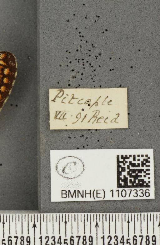 Euphydryas aurinia ab. virgata Tutt, 1896 - BMNHE_1107336_label_18573