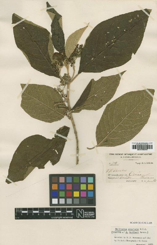 Callicarpa acuminata Kunth - BM000992783