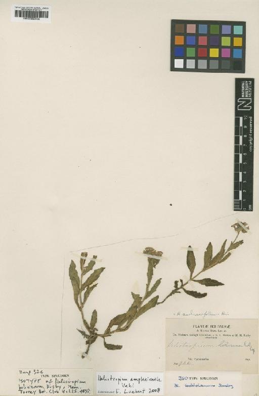 Heliotropium amplexicaule Vahl - BM000992035