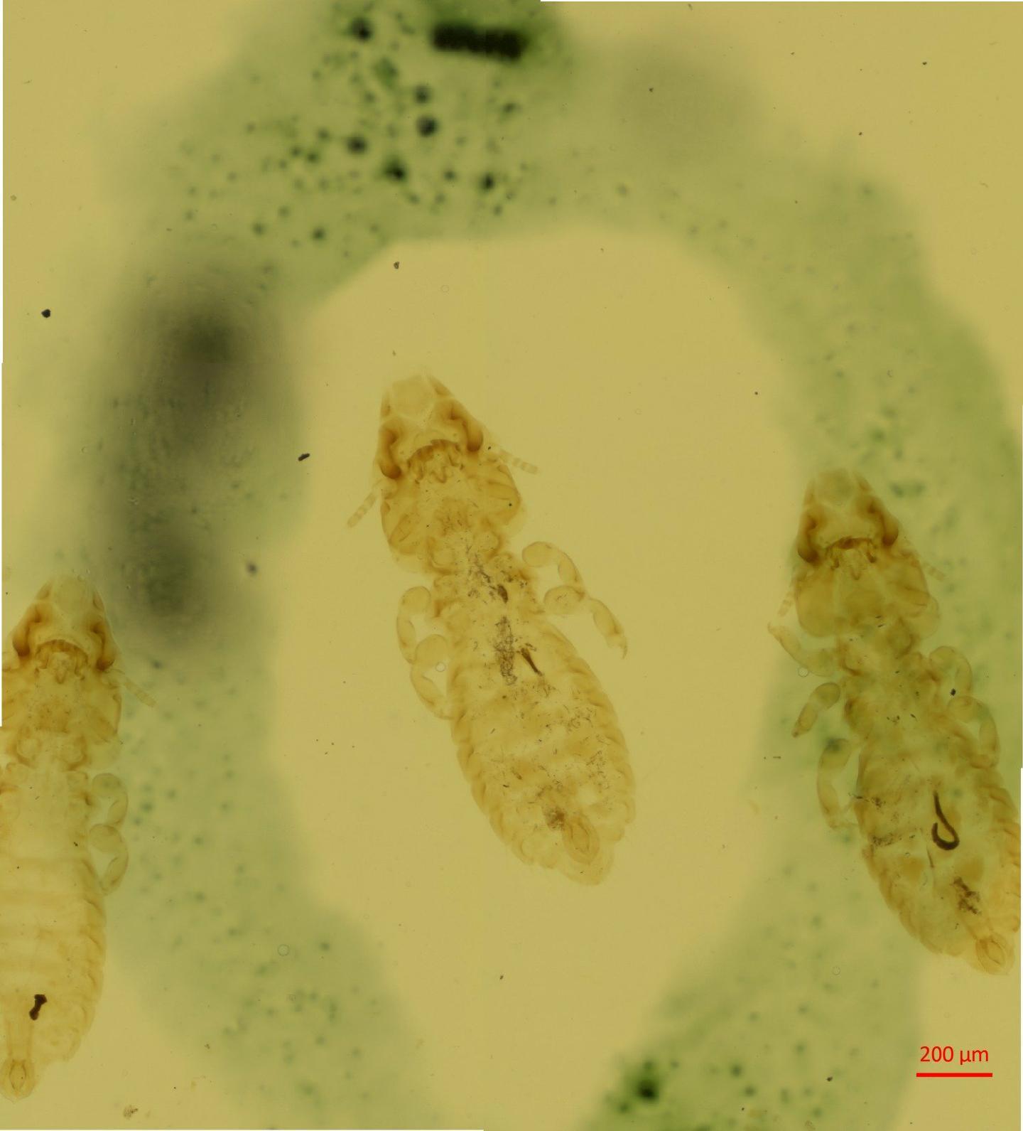 To NHMUK collection (Quadraceps helgovauki Timmermann, 1974; HOLOTYPE & PARATYPE; NHMUK:ecatalogue:8060506)