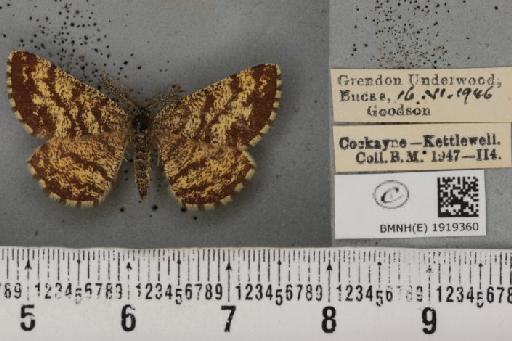 Ematurga atomaria (Linnaeus, 1758) - BMNHE_1919360_485683