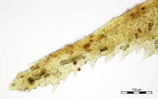 Leptodontium scaberrimum Broth. - Leptodontium scaberrimum_BM001006440tip.j