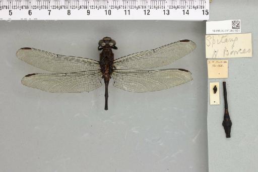 Macrogomphus phalantus Lieftinck, 1935 - 011253151_803389_1255258_2