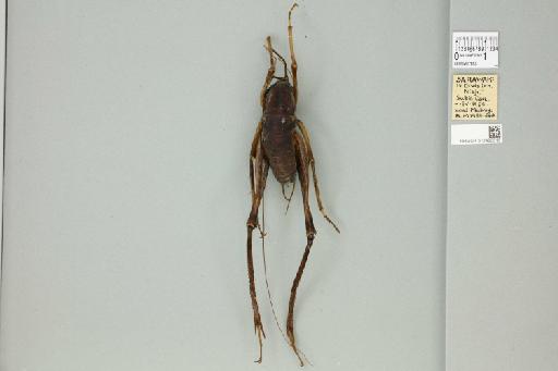 Rhaphidophora oophaga Chopard, 1959 - 012496515_72106_85614