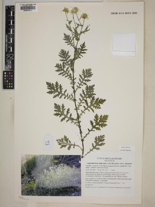Argyranthemum adauctum subsp. adauctum - 000828633