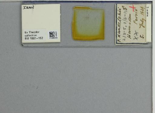 Phlebotomus (Larroussius) kandelakii kandelakii Shchurenkova - 015283766_811457_1329594_157750_NoStatus
