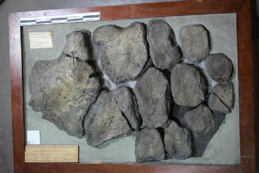 Ichthyosaurus immanis Phillipi, 1895 - 010020634_L010041927