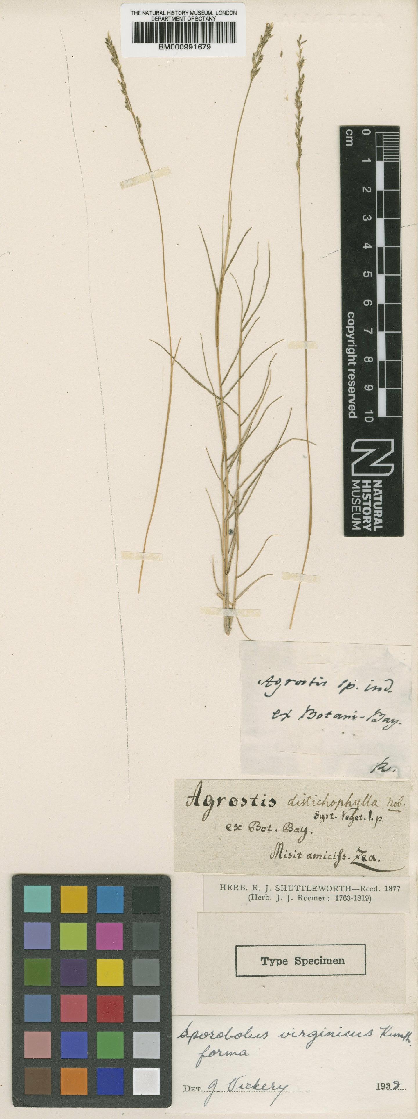 To NHMUK collection (Sporobolus virginicus (L.) Kunth; Type; NHMUK:ecatalogue:699771)