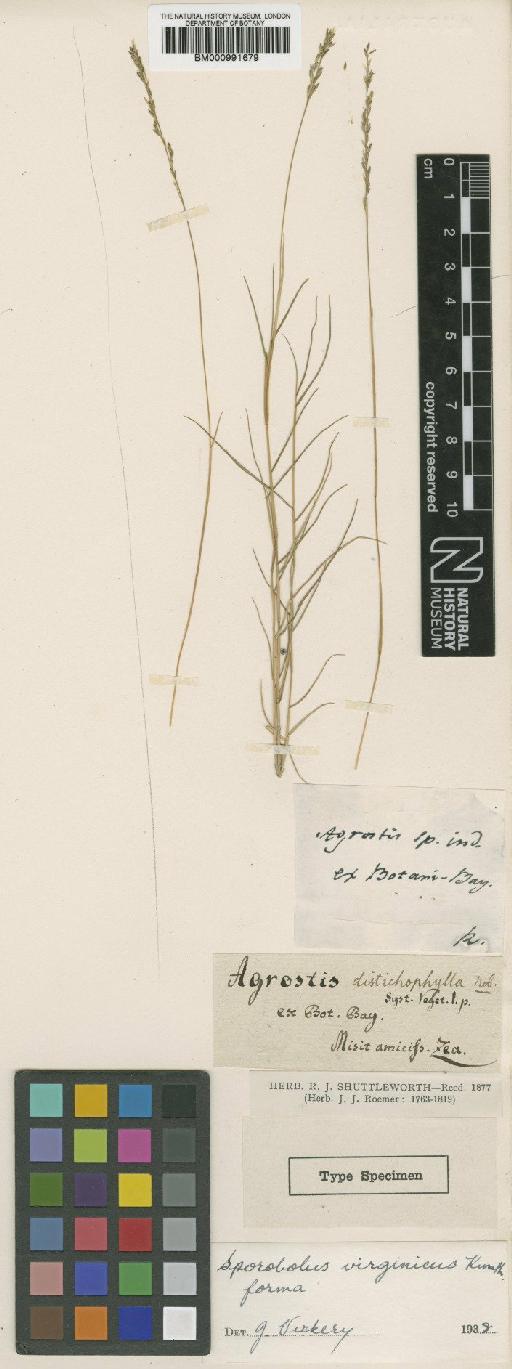 Sporobolus virginicus (L.) Kunth - BM000991679