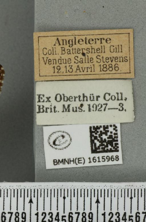 Epirrhoe tristata (Linnaeus, 1758) - BMNHE_1615968_label_324712