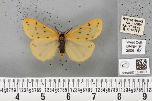 Setina irrorella (Linnaeus, 1758) - BMNHE_1660093_290480