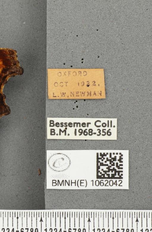 Polygonia c-album ab. nubilata Lempke, 1956 - BMNHE_1062042_label_22838