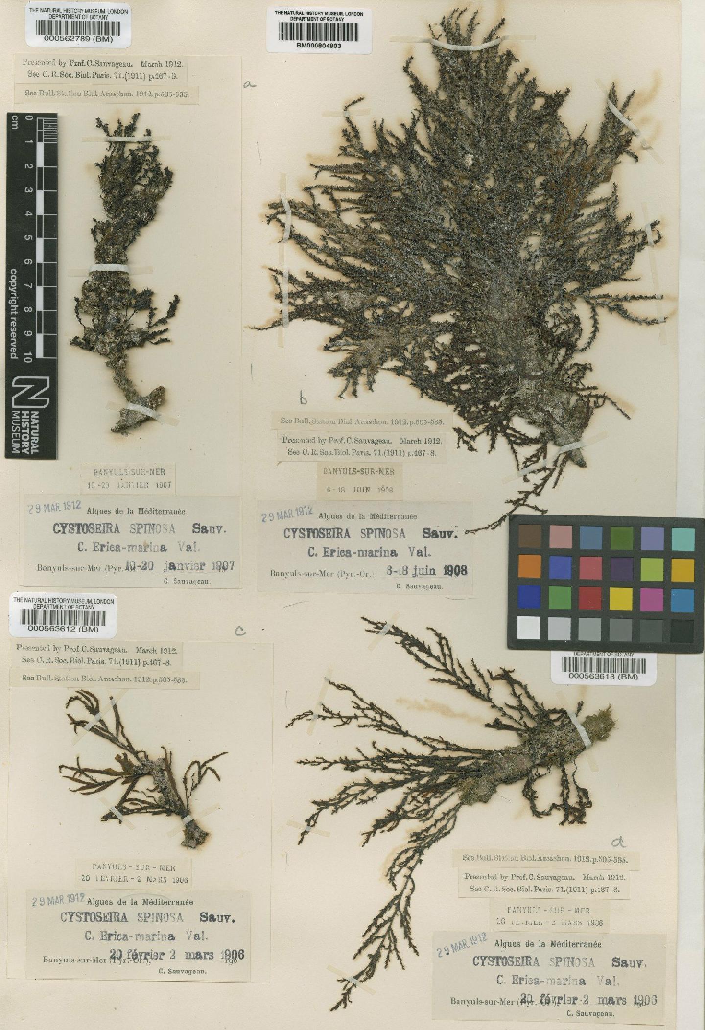 To NHMUK collection (Cystoseira spinosa Sauv.; Type; NHMUK:ecatalogue:4723519)