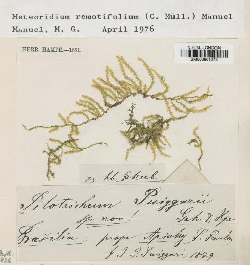 Meteoridium remotifolium (Müll.Hal.) Manuel - BM000961275