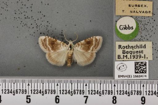 Meganola albula ab. fascialis Spuler, 1906 - BMNHE_1668474_291481