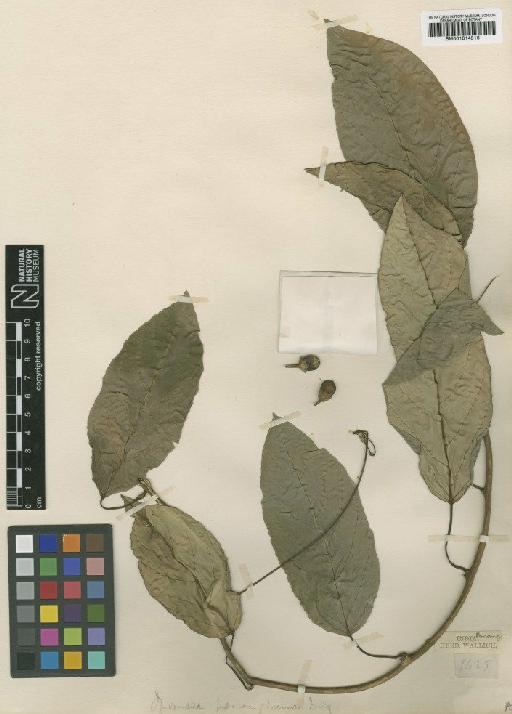 Ipomoea penangiana (Choisy) J.R.I.Wood & Scotland - BM001014516