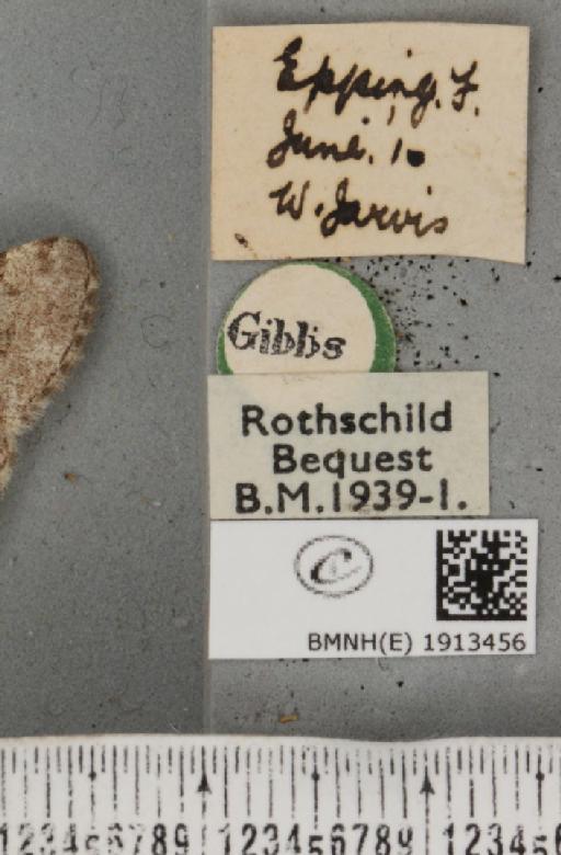 Aethalura punctulata (Denis & Schiffermüller, 1775) - BMNHE_1913456_label_485332