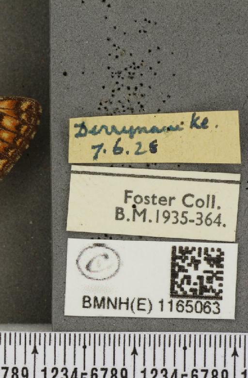 Euphydryas aurinia f. hibernica Birchall, 1873 - BMNHE_1165063_label_51761