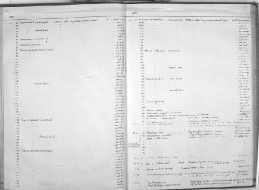 Chirodactylus jessicalenorum Smith, 1980 - Zoology Accessions Register: Fishes: 1971 - 1985: page 245