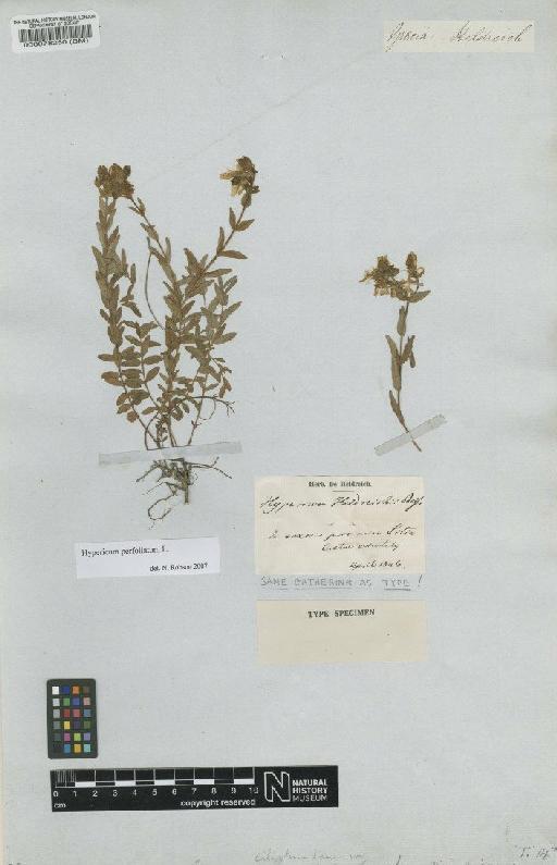 Hypericum perfoliatum L. - BM000078250