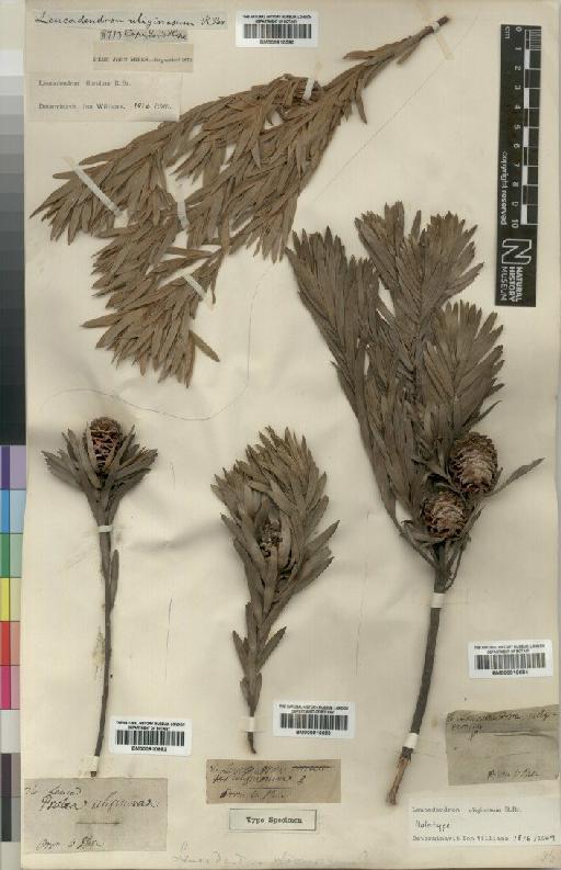 Leucadendron uliginosum R.Br. - BM000910590