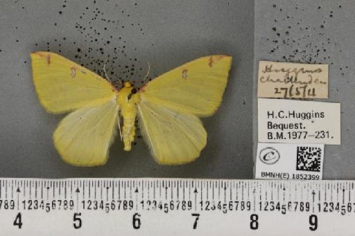 Opisthograptis luteolata ab. delineata Lempke, 1951 - BMNHE_1852399_427756