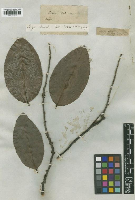 Diospyros ferrea var. lateriflora Bakh. - BM001015975
