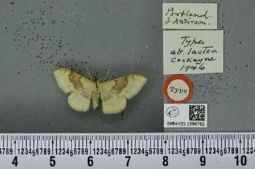 Idaea degeneraria ab. lactea Cockayne, 1946 - BMNHE_1596782_298753