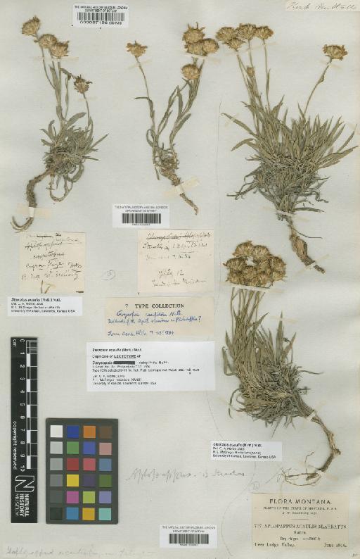 Haplopappus acaulis subsp. glabratus (D.C.Eaton) H.M.Hall - BM001209081