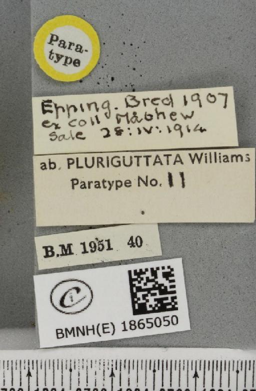 Angerona prunaria ab. striolata Klemensiewicz, 1913 - BMNHE_1865050_label_430716