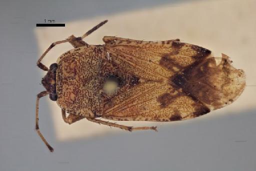 Aphanus ornatulus Distant, 1909 - Aphanus ornatulus-BMNH(E)960118-Lectotype female dorsal 1.6x