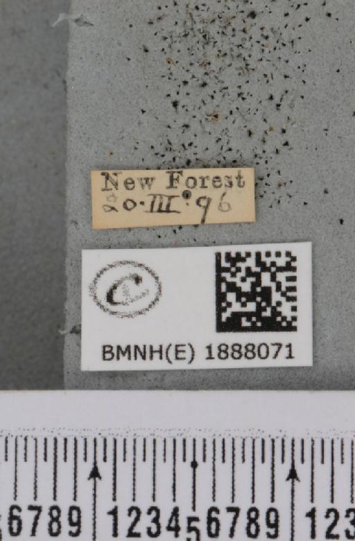 Apocheima hispidaria (Denis & Schiffermüller, 1775) - BMNHE_1888071_label_455406