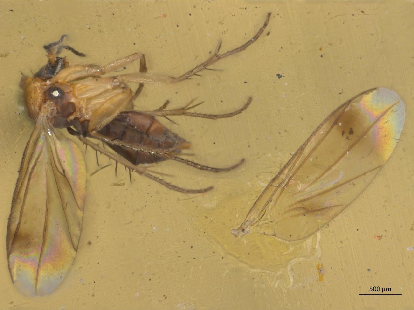 Cycloneura flava