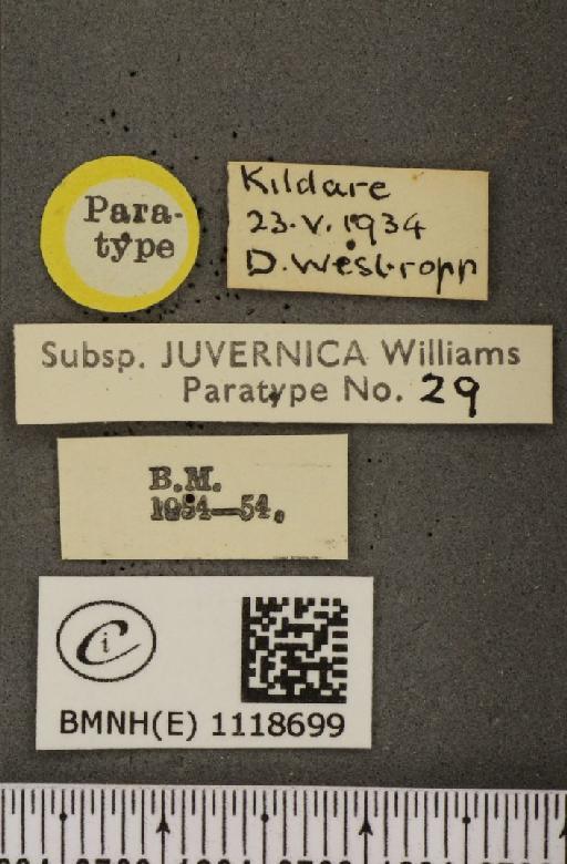 Leptidea sinapis juvernica Williams, 1946 - BMNHE_1118699_label_73898