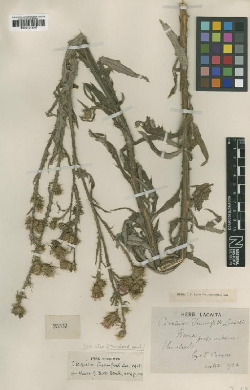 Cirsium creticum subsp. triumfettii (Lacaita) Werner - BM001043067