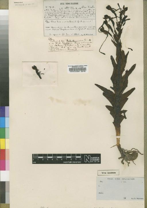 Habenaria hircina Rchb.f. - BM000033991