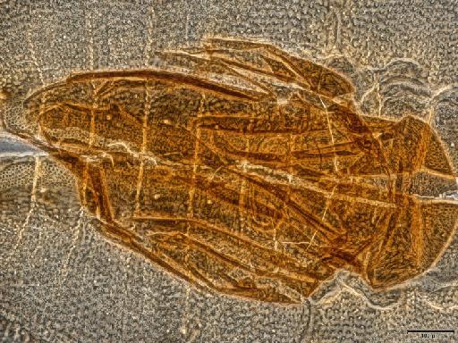 Rhachisphora setulosa Corbett, 1926 - 013503324_median_abdomen_dorsal