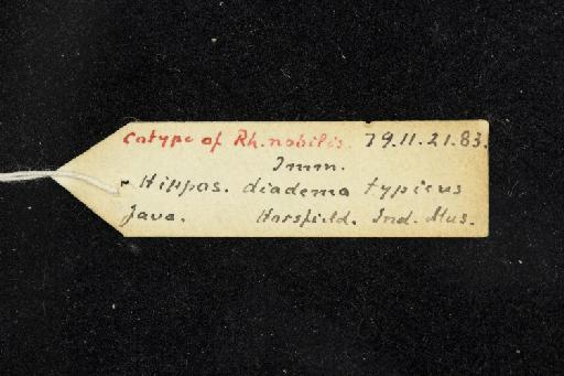 Rhinolophus nobilis Horsfield, 1823 - 1879_11_21_83-Rhinolophus_nobilis-Syntype-Skull-label