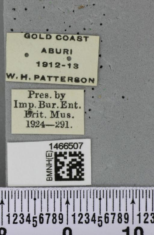 Ceratitis (Pterandrus) anonae Graham, 1908 - BMNHE_1466507_label_41664