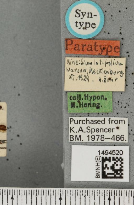 Phytomyza sii Hering, 1930 - BMNHE_1494520_label_55182